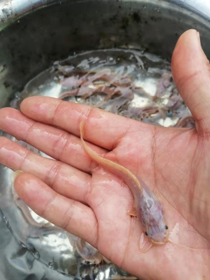 胡子鲶鱼.金丝鲶鱼.八须鲶鱼.鱼苗活力十足！