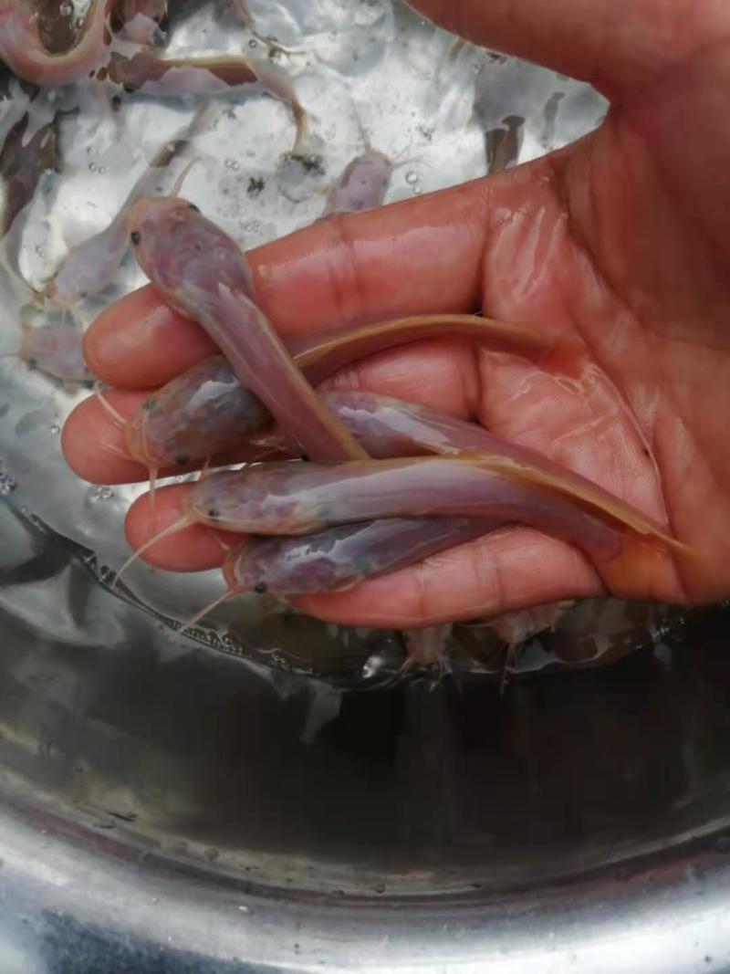 胡子鲶鱼.金丝鲶鱼.八须鲶鱼.鱼苗活力十足！
