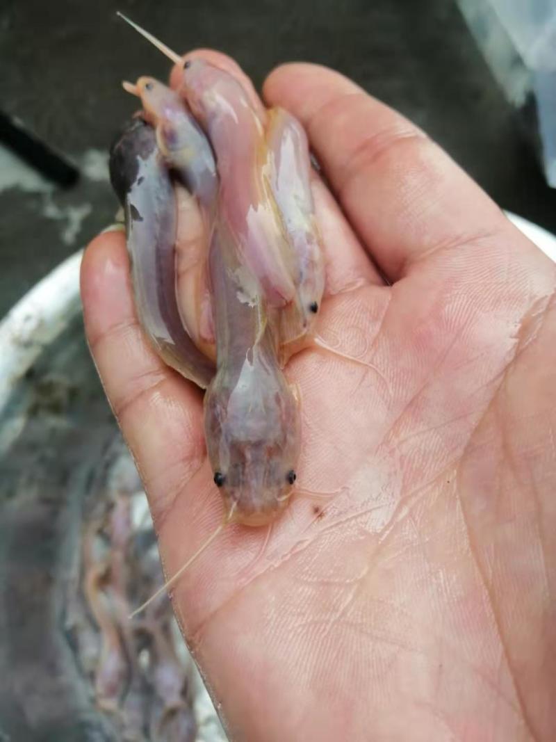 胡子鲶鱼.金丝鲶鱼.八须鲶鱼.鱼苗活力十足！