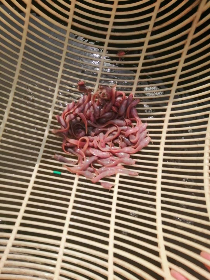 胡子鲶鱼.金丝鲶鱼.八须鲶鱼.鱼苗活力十足！