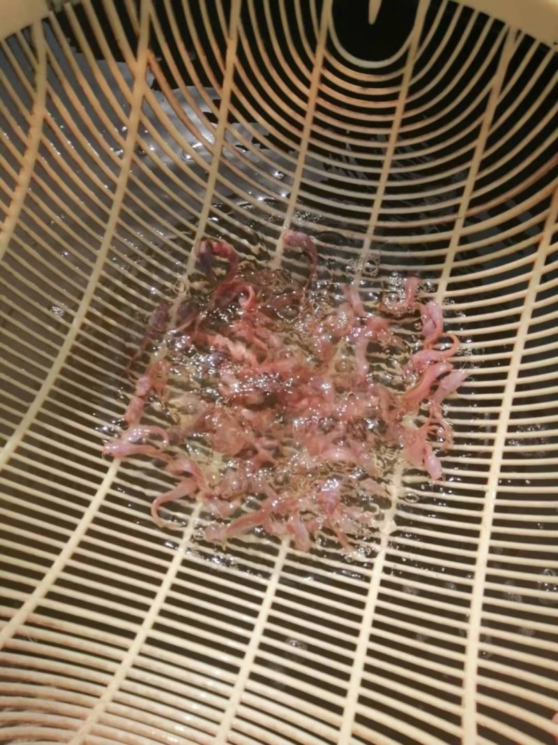 胡子鲶鱼.金丝鲶鱼.八须鲶鱼.鱼苗活力十足！