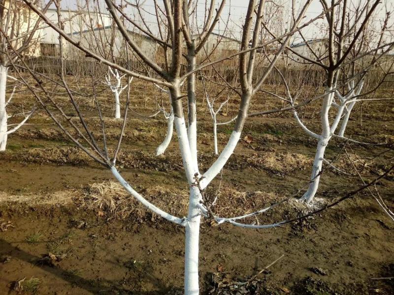 2公分3公分4公分美早樱桃苗齐早布鲁克斯弗里斯科