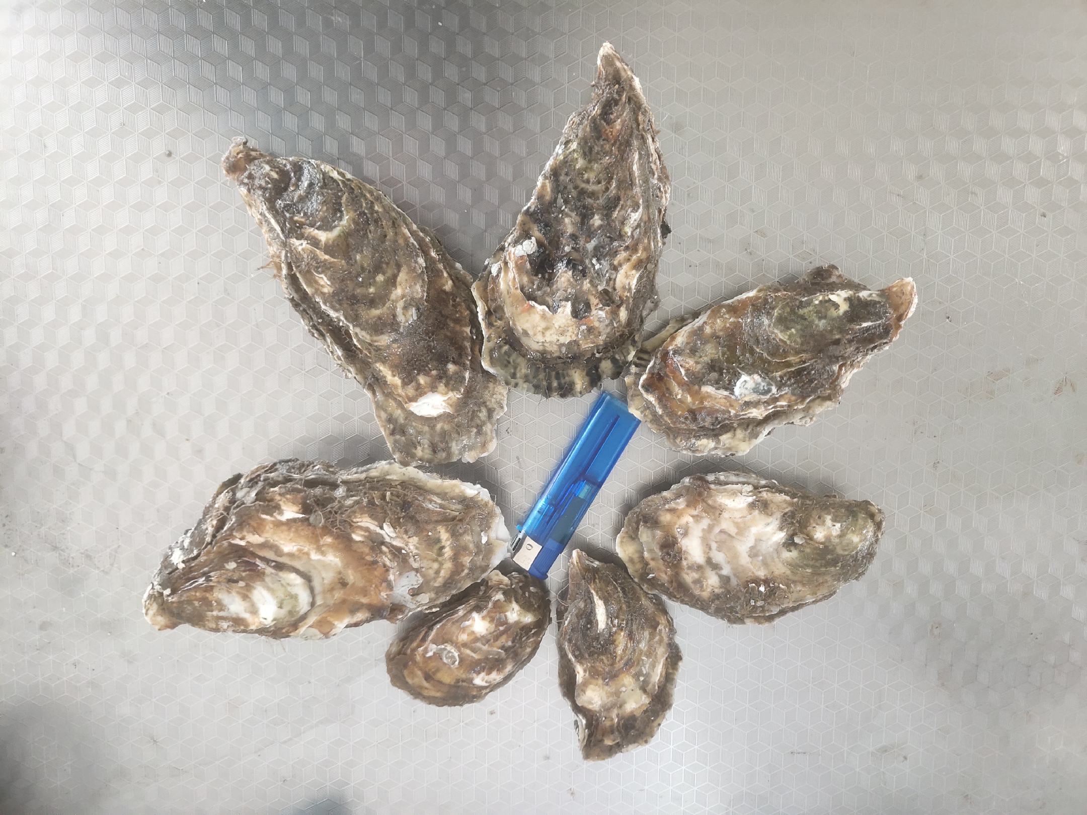 高清特写对比图:左侧展示新鲜乳山生蚝完整闭合状态,壳面覆盖均匀白霜;右侧为已死亡生蚝,壳口自然张开约3mm,蚝肉萎缩呈灰白色,基部有少量浑浊渗出液 生蚝选购对比图:左侧为优质乳山生蚝(壳厚灰绿、紧闭有光泽),右侧为劣质开口死蚝(壳色暗沉、微张、肉质塌陷)