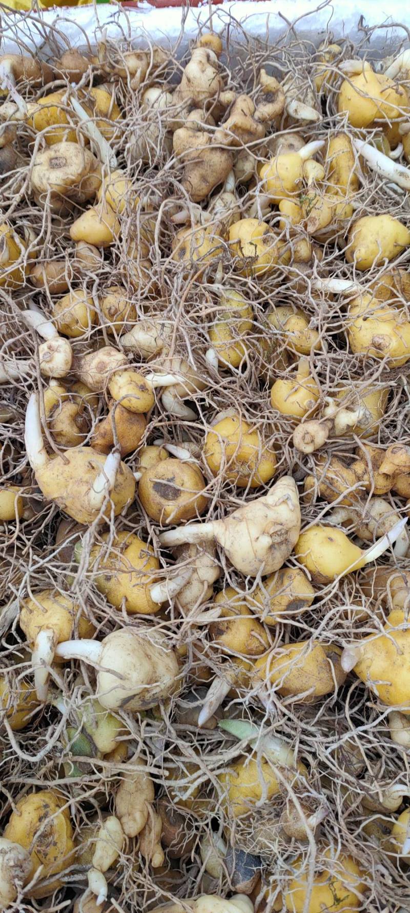 【基地直发】黄精种苗，四川姜型黄精鸡头黄精种茎种苗价格实惠