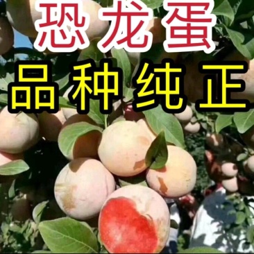 【包成活】恐龙蛋李子色泽靓丽风味纯正好吃丰产保湿邮寄