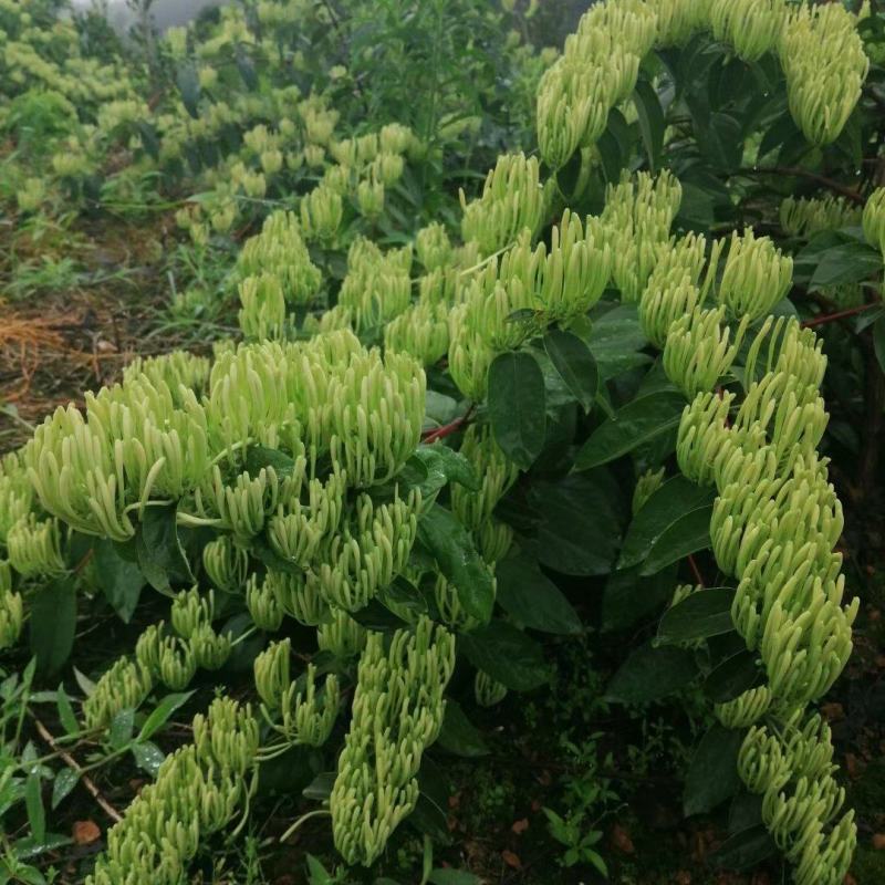 【金银花苗湘蕾五号嫁接苗】顺丰包邮产地直供价格优惠