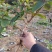 【金银花苗湘蕾五号嫁接苗】顺丰包邮产地直供价格优惠