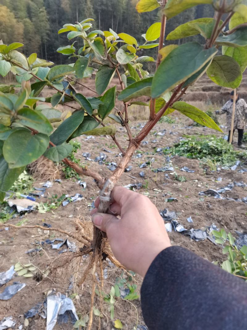 【金银花苗湘蕾五号嫁接苗】顺丰包邮产地直供价格优惠