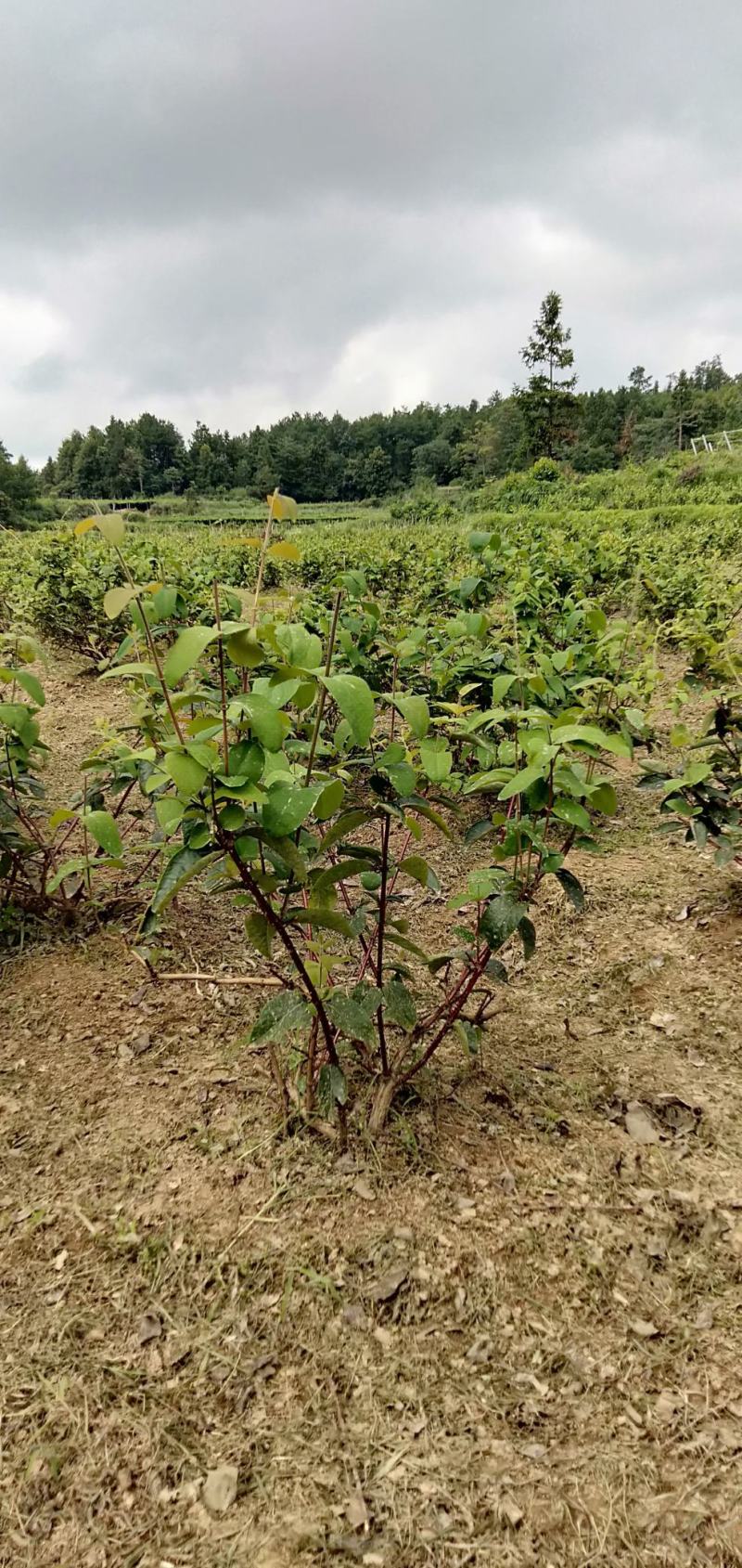 【金银花苗湘蕾五号嫁接苗】顺丰包邮产地直供价格优惠