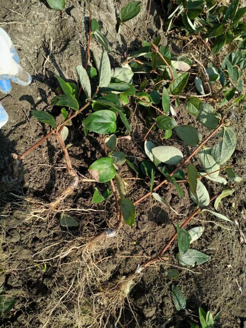 【金银花苗湘蕾五号嫁接苗】顺丰包邮产地直供价格优惠