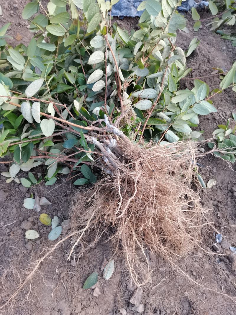 【金银花苗湘蕾五号嫁接苗】顺丰包邮产地直供价格优惠
