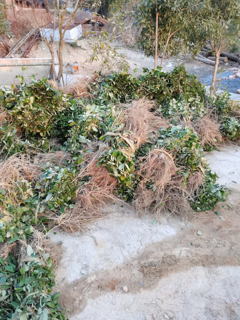 【金银花苗湘蕾五号嫁接苗】顺丰包邮产地直供价格优惠