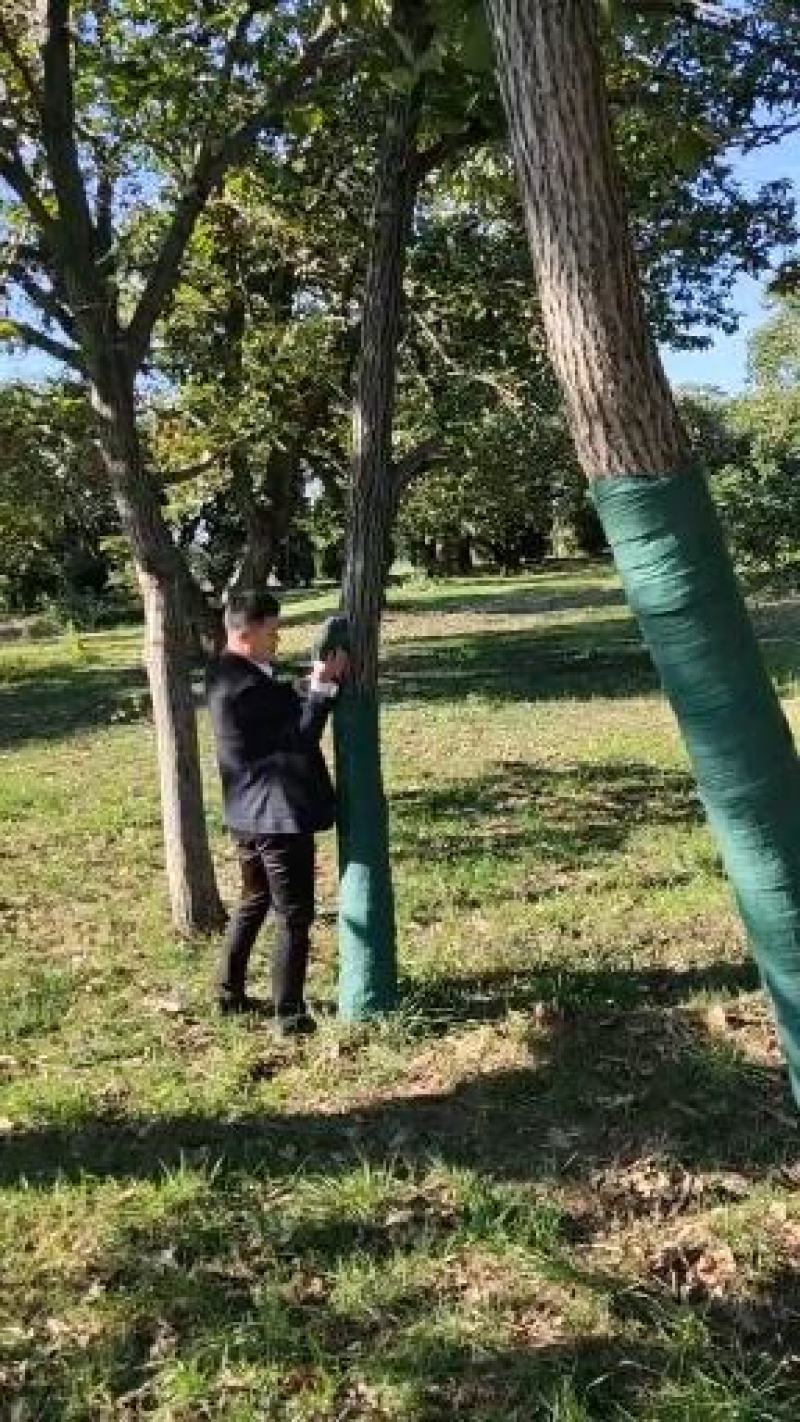 包树布树木保温保暖保湿带防冻防寒防菌园林裹树缠树带缠绕