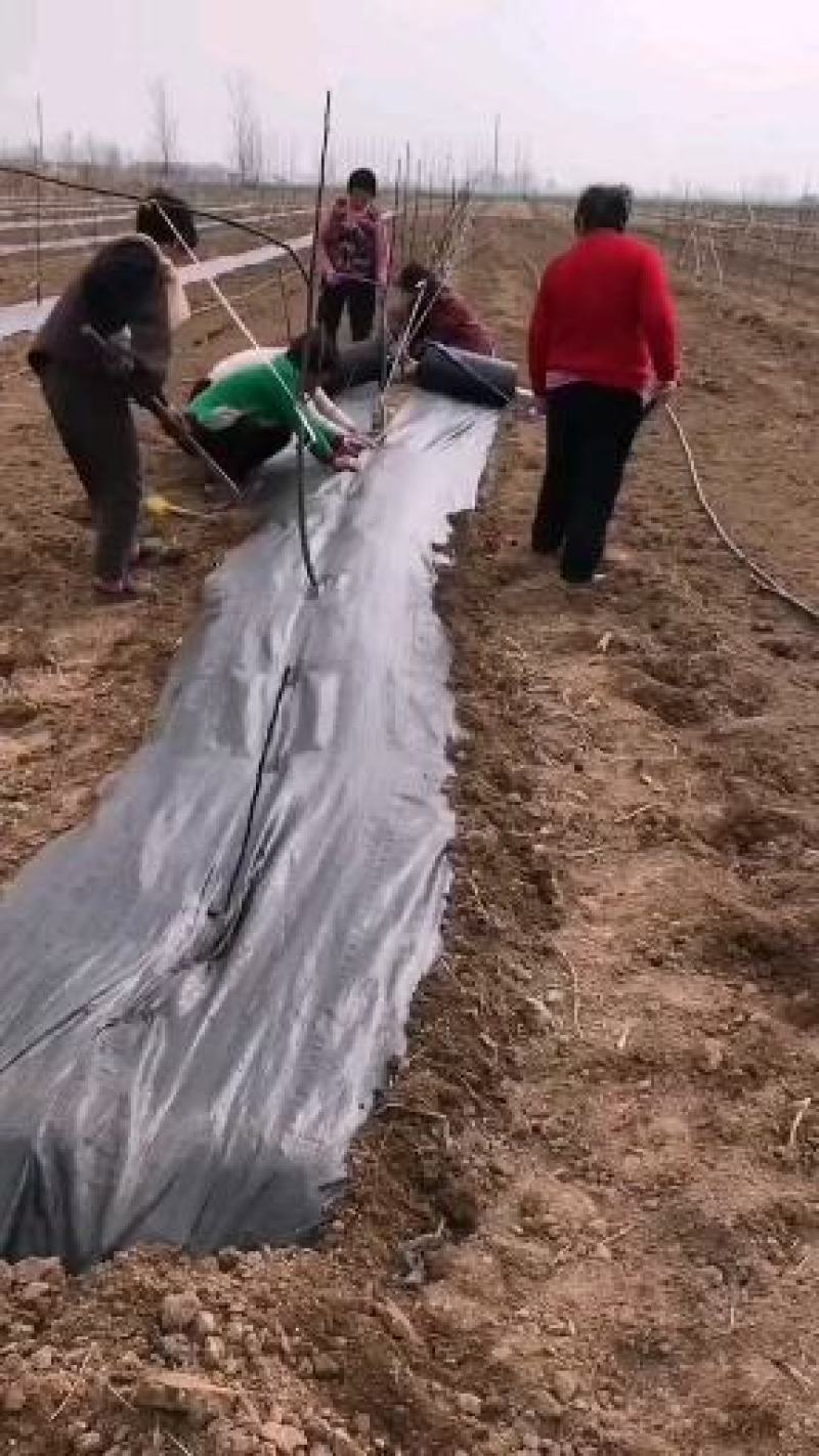 除草布防草布盖草布抑草布防草布厂家大棚果园中草药种植用布