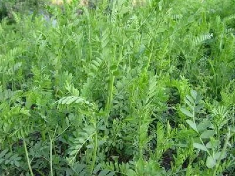 沙打旺种子多年生牧草种子绿肥草种护坡草耐寒耐旱耐盐碱