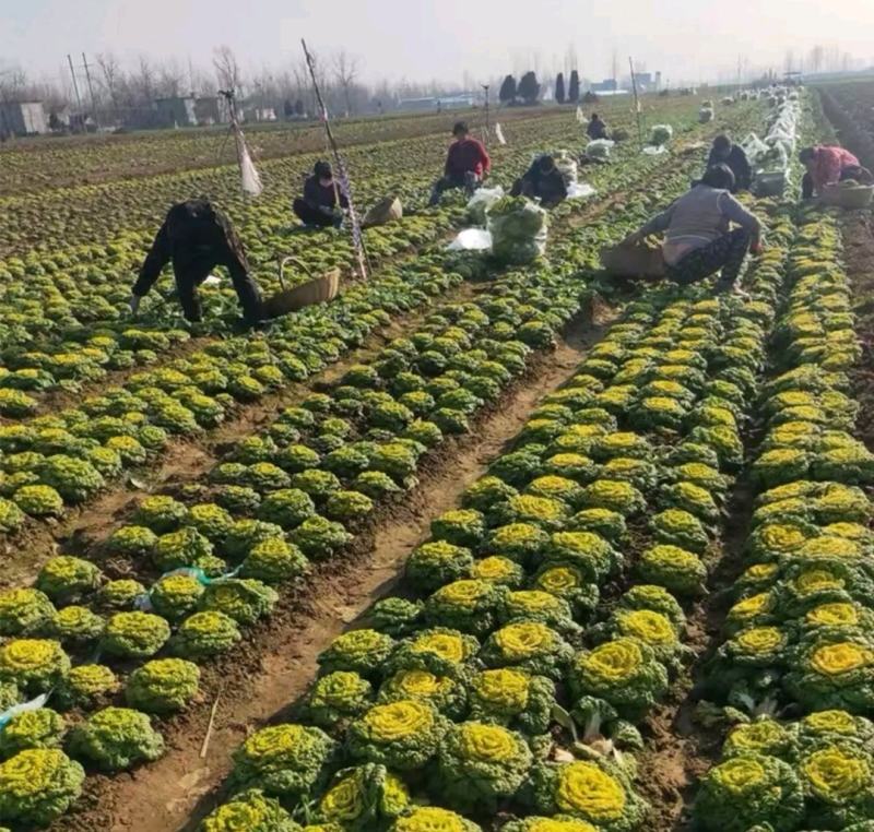 【推荐】河南精品黄心菜基地直发实力代办可视频看货