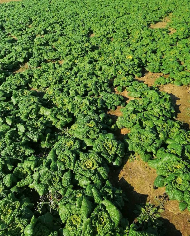 【推荐】河南精品黄心菜基地直发实力代办可视频看货