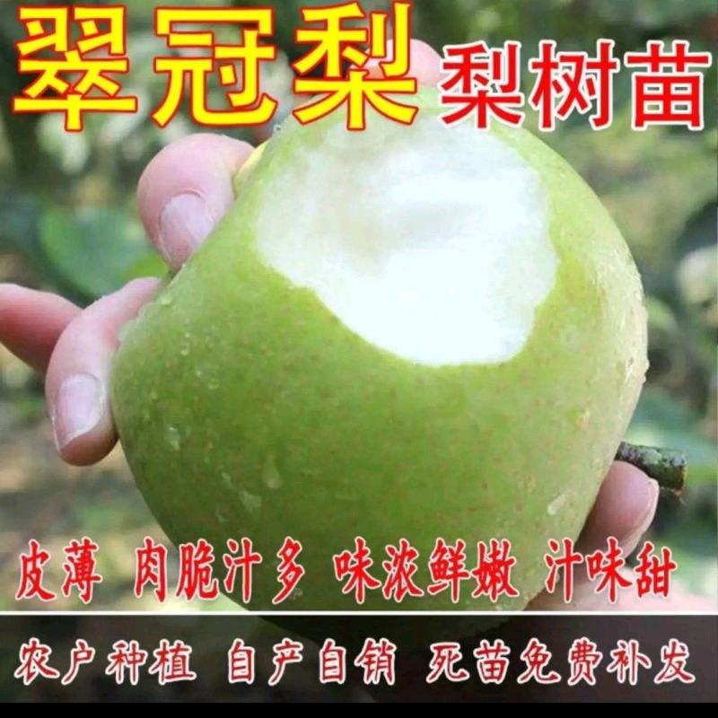 【现挖现发】翠冠梨苗，苗保证品种，提供技术服务