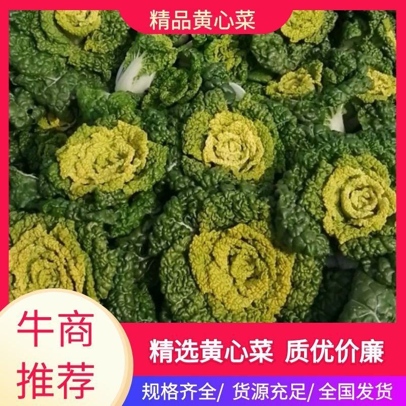 【推荐】河南精品黄心菜基地直发实力代办可视频看货