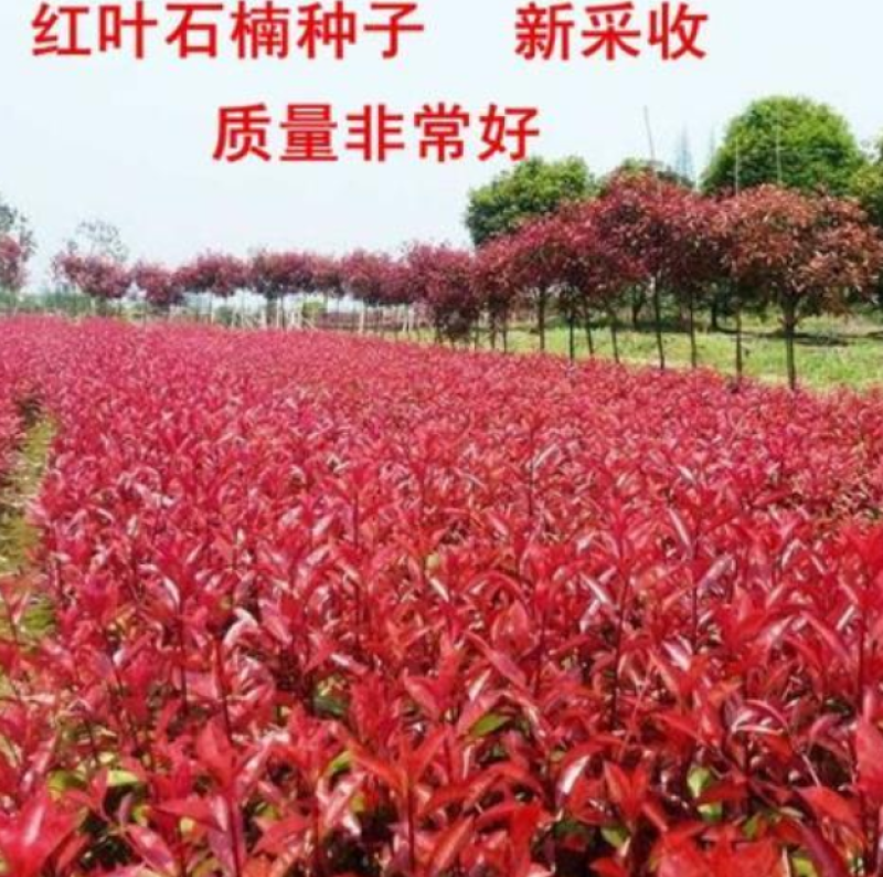 新采摘红叶石楠种子四季常青绿化种子红罗宾火焰红石楠树种籽