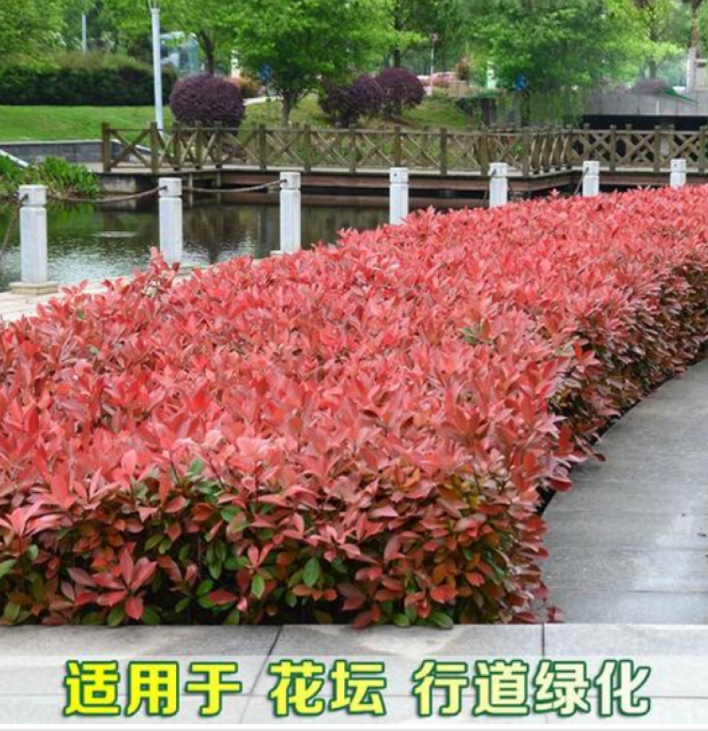 新采摘红叶石楠种子四季常青绿化种子红罗宾火焰红石楠树种籽