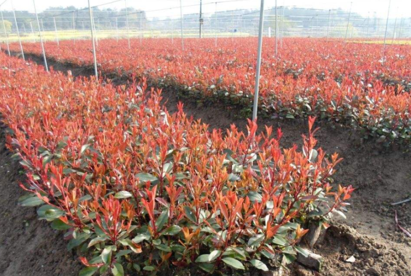 新采摘红叶石楠种子四季常青绿化种子红罗宾火焰红石楠树种籽