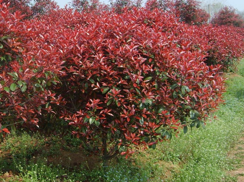 新采摘红叶石楠种子四季常青绿化种子红罗宾火焰红石楠树种籽
