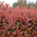 新采摘红叶石楠种子四季常青绿化种子红罗宾火焰红石楠树种籽