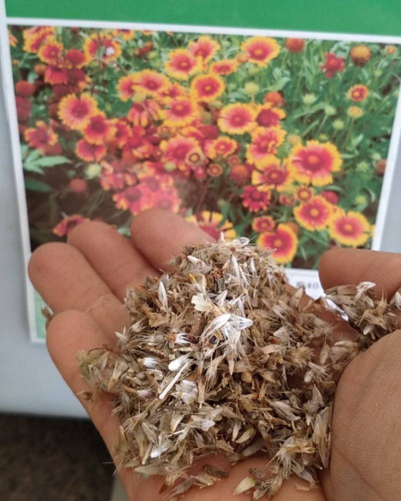 天人菊花种籽子四季易种多年生六月菊宿根虎皮菊种子庭院绿化