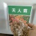 天人菊花种籽子四季易种多年生六月菊宿根虎皮菊种子庭院绿化