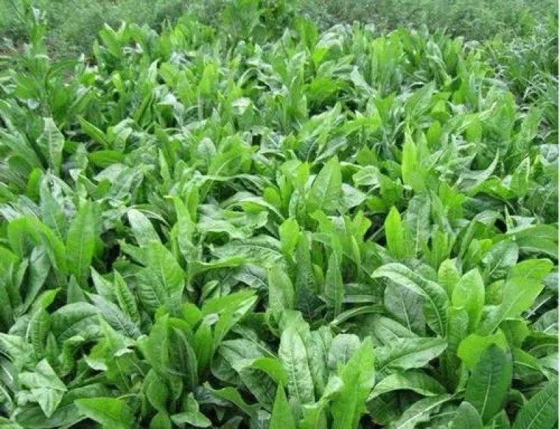 鲁梅克斯种子多年生牧草种子耐盐碱高产喂养猪鸡鸭鹅鱼兔子羊
