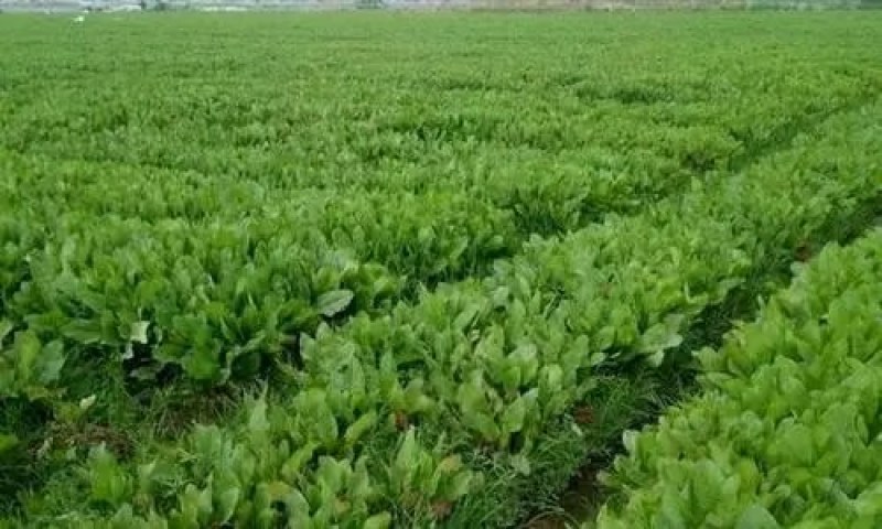 鲁梅克斯种子多年生牧草种子耐盐碱高产喂养猪鸡鸭鹅鱼兔子羊