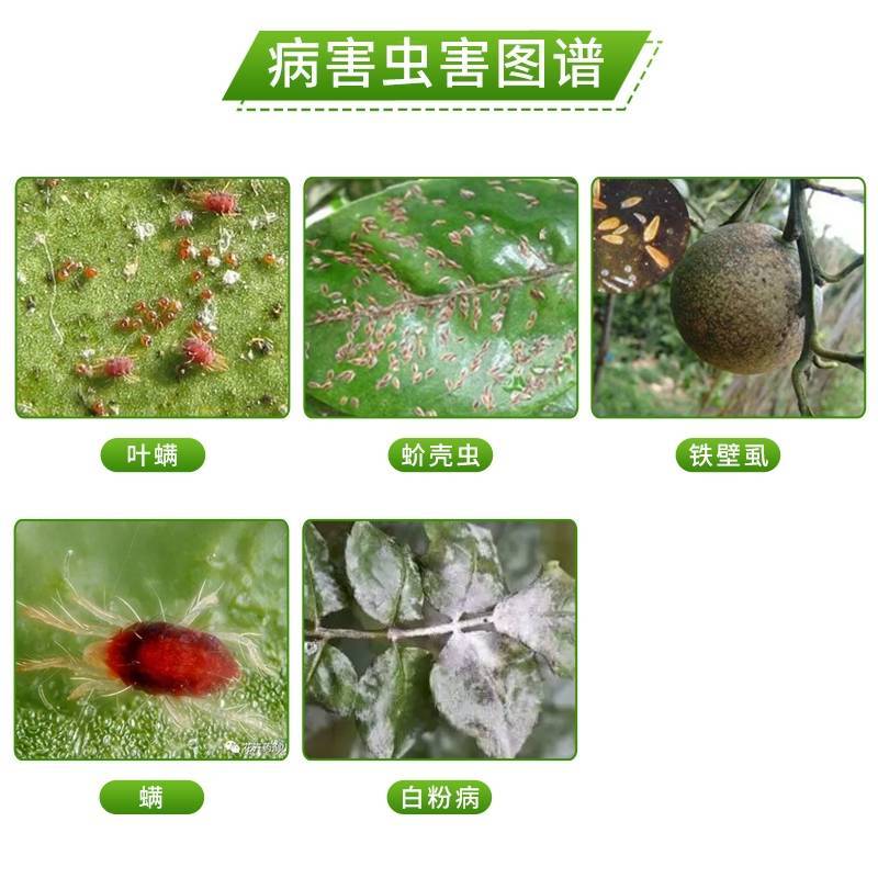 45%石硫合剂晶体白粉病叶螨卵红蜘蛛介壳虫果树清园剂杀菌