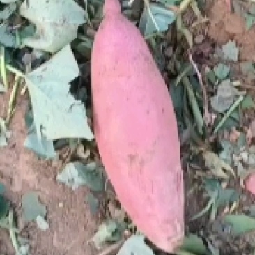 红薯