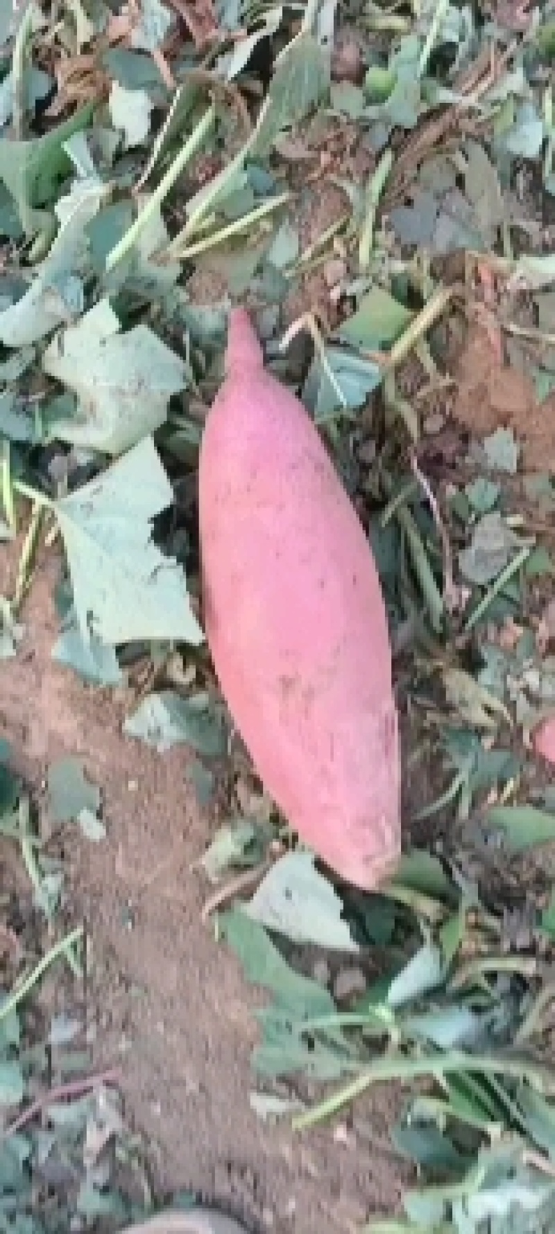 红薯