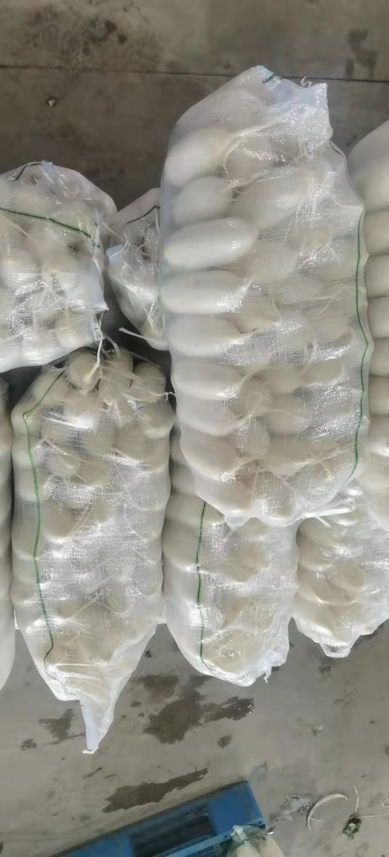 萝卜白萝产地直销批发，货源充足，量大从优，欢迎咨询订购