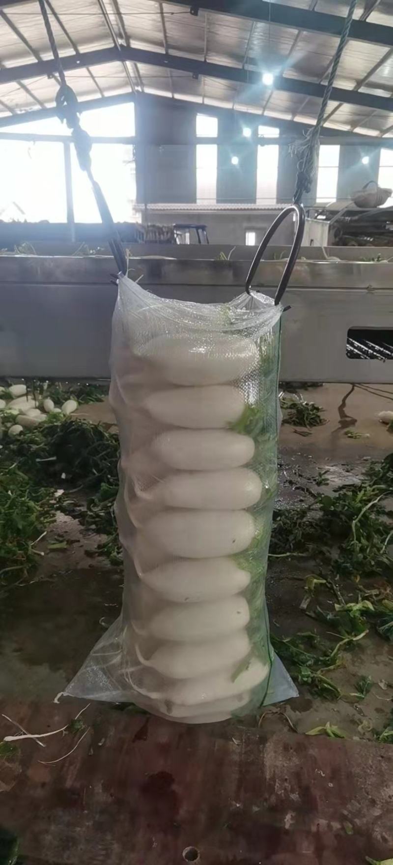 萝卜白萝产地直销批发，货源充足，量大从优，欢迎咨询订购