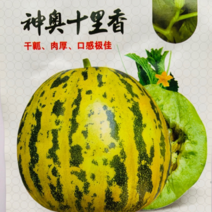 八里香换代品种十里香花皮甜瓜种子，干瓤肉厚香瓜种子