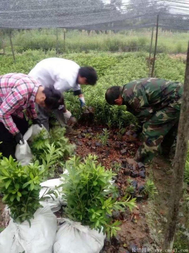 毛娟小苗产地价格毛杜鹃球紫娟夏娟大杯毛球批发绿化苗