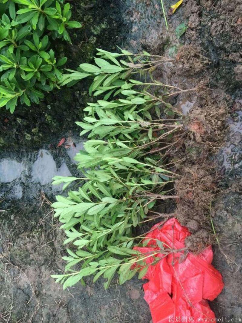 毛娟小苗产地价格毛杜鹃球紫娟夏娟大杯毛球批发绿化苗