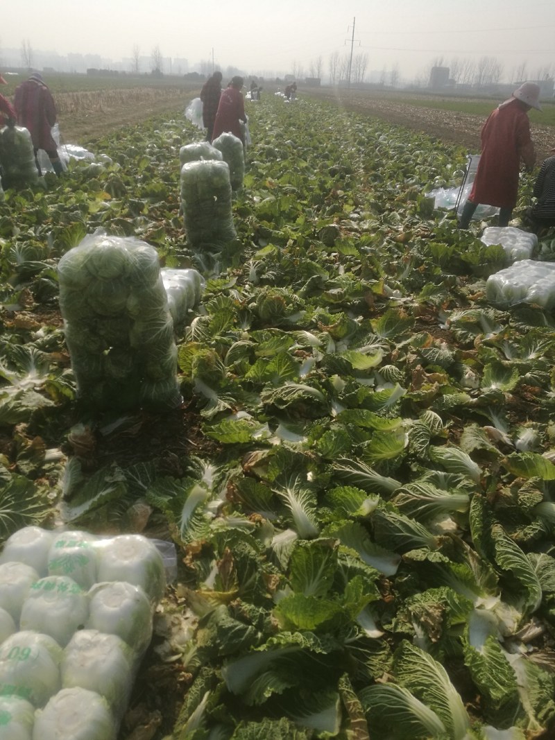 白菜，湖北精品黄心大白菜，现砍现发无虫眼质量保证产地直发