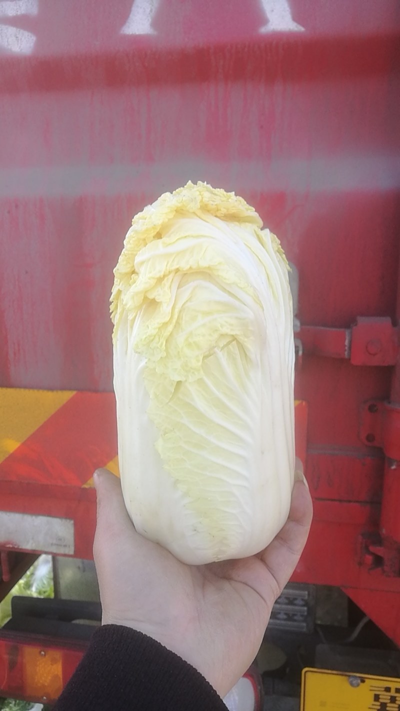 娃娃菜外嫩心黄大小整齐