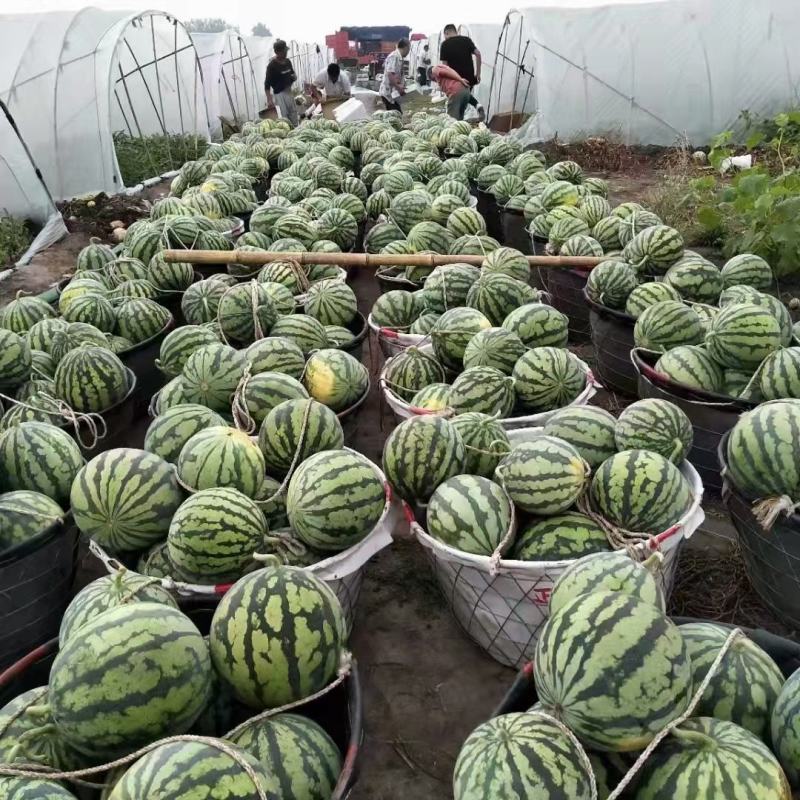 西瓜种子科乐美都西瓜种子绿皮红壤西瓜种子薄皮脆甜西瓜种子