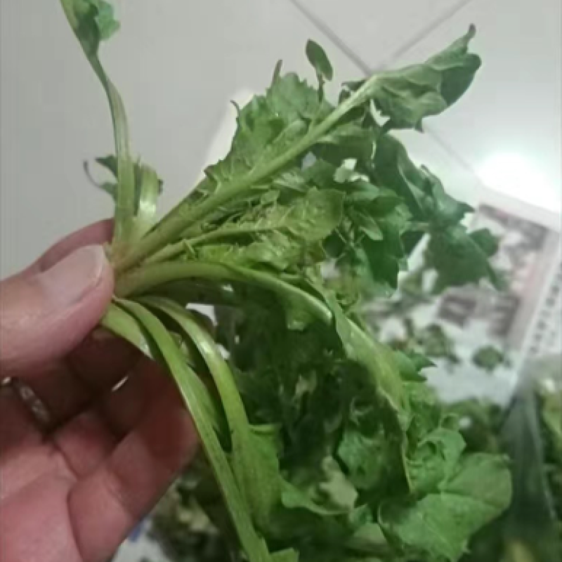 【5斤35元包邮】现挖新鲜野生荠菜野菜野生菜