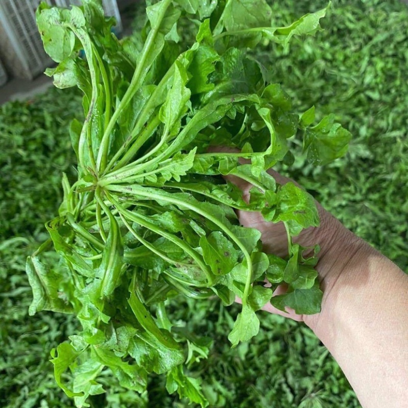 【5斤35元包邮】现挖新鲜野生荠菜野菜野生菜
