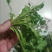 【5斤35元包邮】现挖新鲜野生荠菜野菜野生菜
