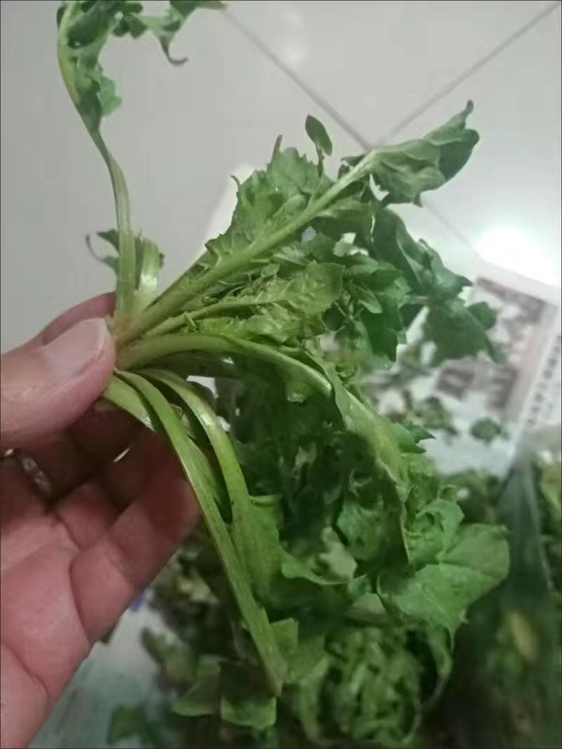 【5斤35元包邮】现挖新鲜野生荠菜野菜野生菜