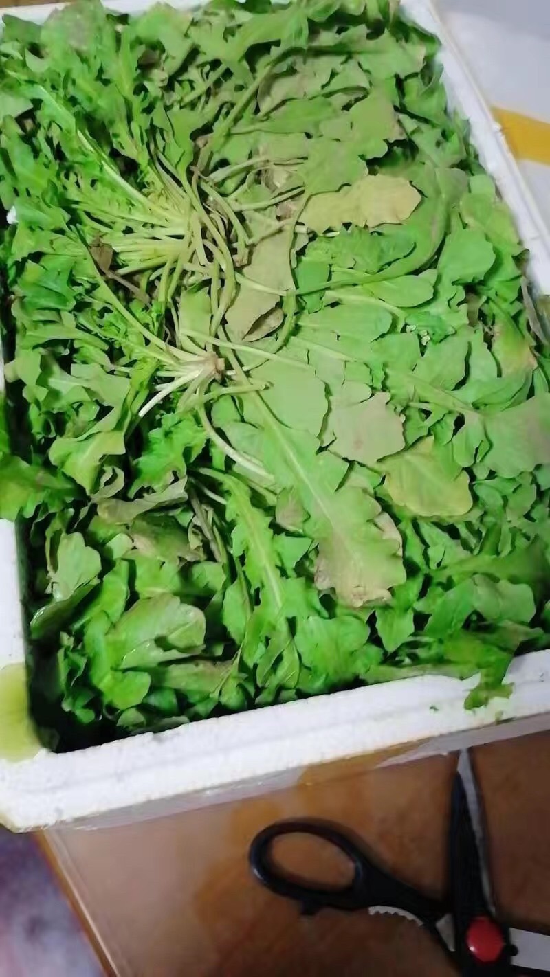 【5斤35元包邮】现挖新鲜野生荠菜野菜野生菜
