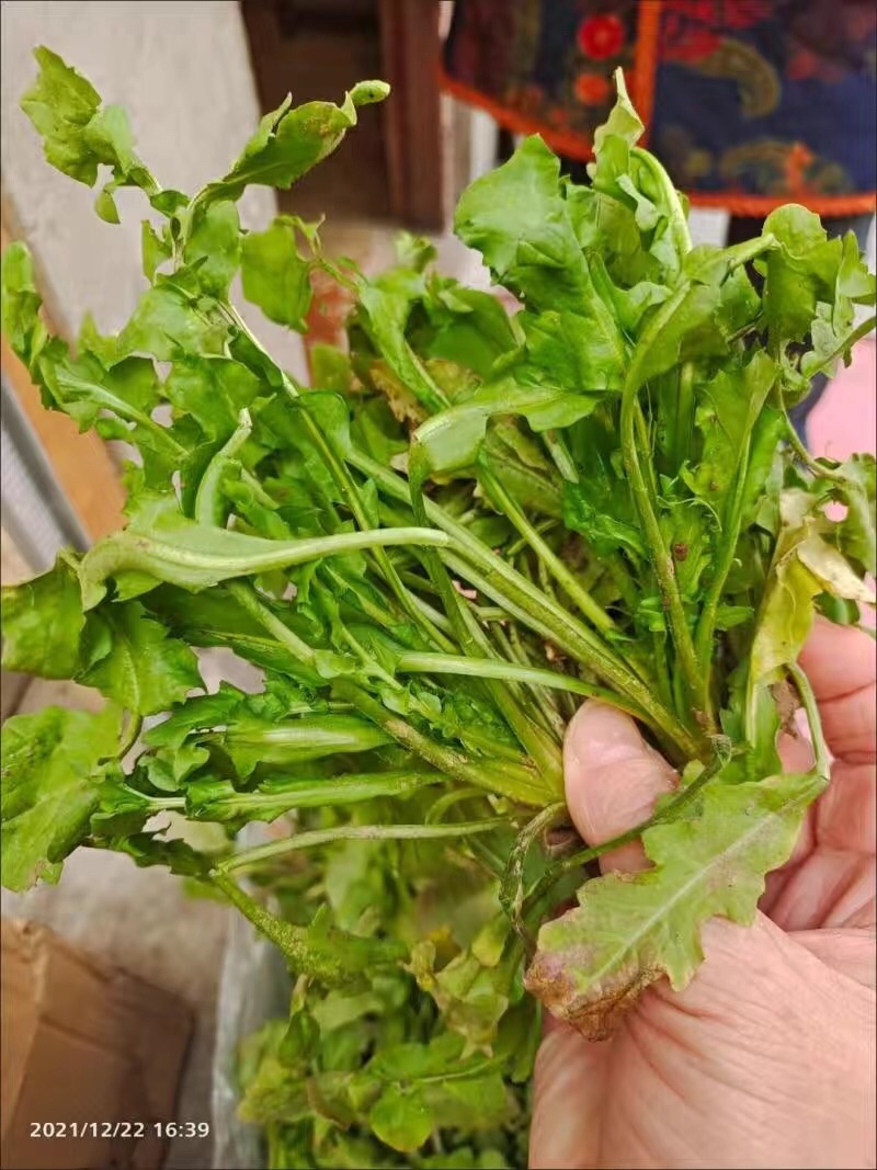 【5斤35元包邮】现挖新鲜野生荠菜野菜野生菜