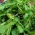 【5斤35元包邮】现挖新鲜野生荠菜野菜野生菜